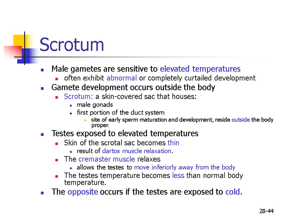 28-44 Scrotum Male gametes are sensitive to elevated temperatures often exhibit abnormal or completely